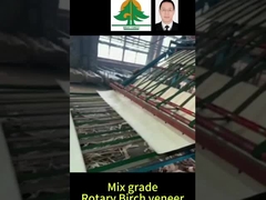 Dimensione totale della finitura di betulla rotativa Spessore 0,5 mm Dimensione 2600*1300 mm per il mix grade