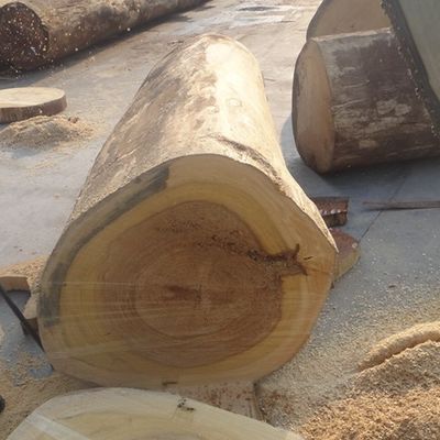 Il quarto ricondizionato di colore di Ash Wood Veneer Sheets Yellow ha tagliato con - un H5061Q per le porte/Windws