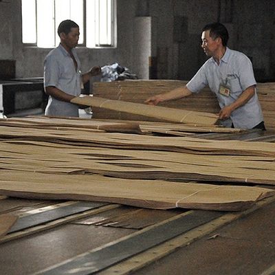 Insolito Legno di Cenere Bianco Naturale Veneer Burl Oliva AA Grade Per Pareti Spessore 0,5 mm