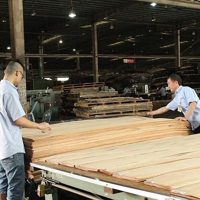 Legno massello fogli di olmo americano di grado A per la corona tagliata al quarto grano colore naturale per la faccia della porta 3200mm in su