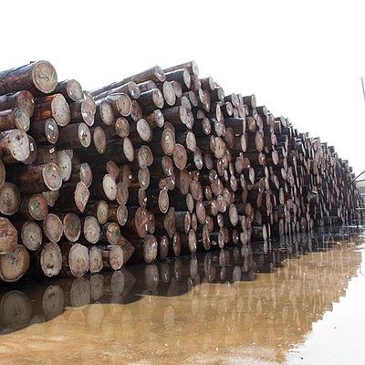 Il quarto naturale dell'impiallacciatura di legno del koto ha tagliato la buona capacità del rifornimento del grano diritto speciale della perla per la tintura del processo