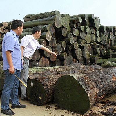 Vernice di legno vero, tagliato in fetta di legno basso per la taglia 13 cm in alto, tagliato piatto, dritto, per il foglio del gabinetto.