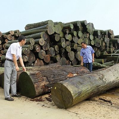 L'Africa che il quarto naturale dell'impiallacciatura di legno del koto ha tagliato la buona qualità del grano diritto per il processo di tintura può essere personalizzata