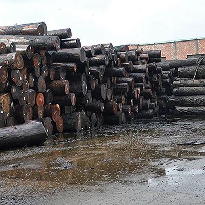 Insolito Legno di Cenere Bianco Naturale Veneer Burl Oliva AA Grade Per Pareti Spessore 0,5 mm