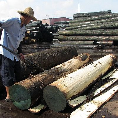 Il legno di quercia naturale americano impiallaccia la corona tagliata piana ha tagliato lo spessore 0.5-0.55mm del grado del AAA del grano per il fronte Cina del Governo