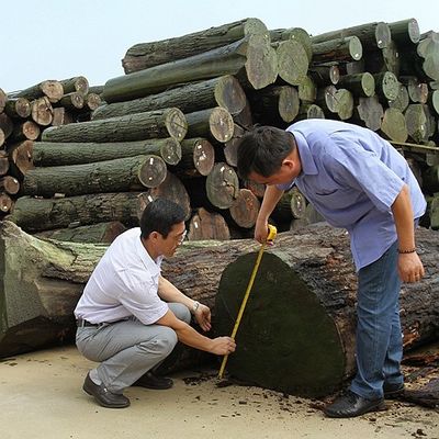 Il quarto naturale dell'impiallacciatura di legno del koto ha tagliato la buona capacità del rifornimento del grano diritto speciale della perla per la tintura del processo