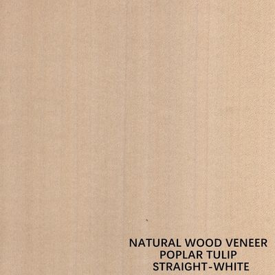 Impiallacciatura naturale americana di legno del pioppo di colore bianco diritto per compensato/porta operati