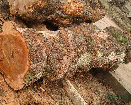 Legno massello fogli di olmo americano di grado A per la corona tagliata al quarto grano colore naturale per la faccia della porta 3200mm in su